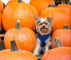 Preview wallpaper yorkshire terrier, dog, pumpkin, sit