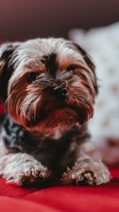 Preview wallpaper yorkshire terrier, dog, puppy, muzzle