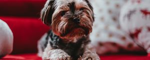 Preview wallpaper yorkshire terrier, dog, puppy, muzzle