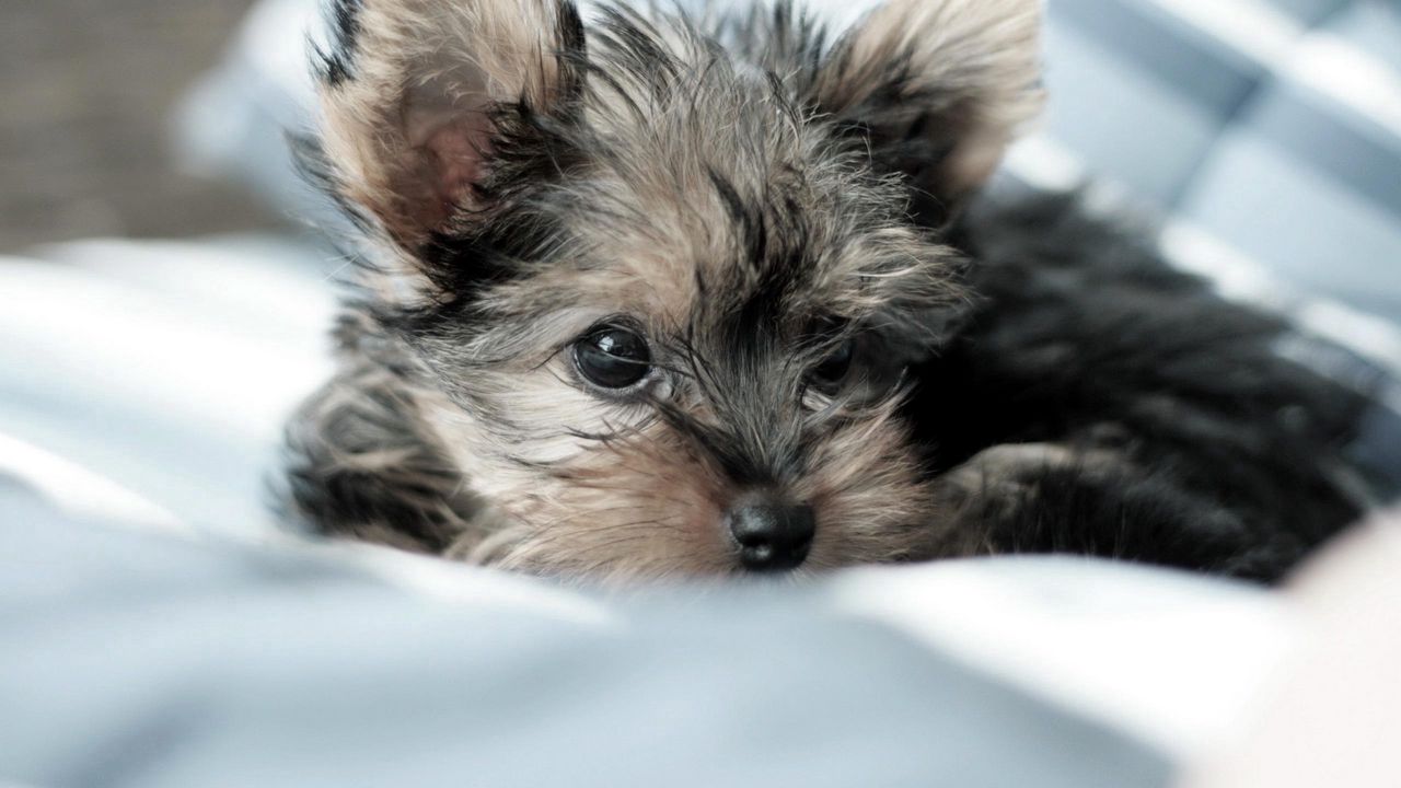 Wallpaper yorkshire terrier, dog, puppy, lying, fluffy