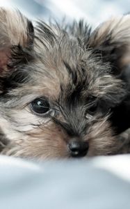 Preview wallpaper yorkshire terrier, dog, puppy, lying, fluffy