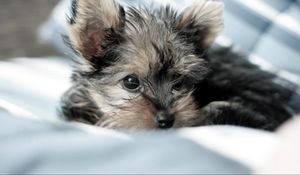 Preview wallpaper yorkshire terrier, dog, puppy, lying, fluffy