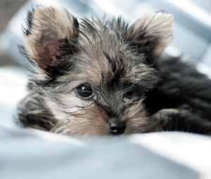 Preview wallpaper yorkshire terrier, dog, puppy, lying, fluffy