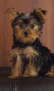 Preview wallpaper yorkshire terrier, dog, puppy, look