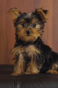 Preview wallpaper yorkshire terrier, dog, puppy, look