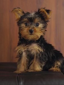 Preview wallpaper yorkshire terrier, dog, puppy, look