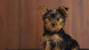 Preview wallpaper yorkshire terrier, dog, puppy, look