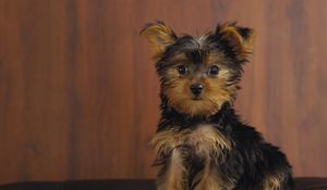 Preview wallpaper yorkshire terrier, dog, puppy, look