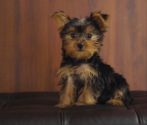 Preview wallpaper yorkshire terrier, dog, puppy, look