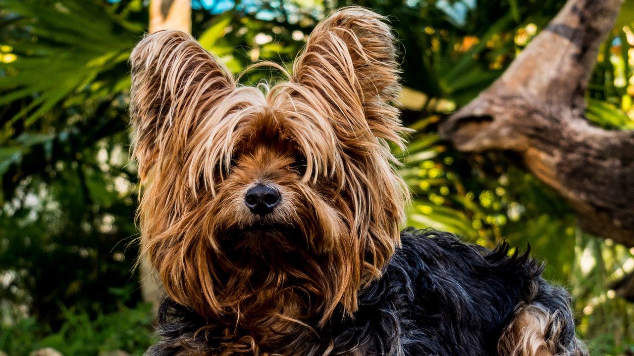 Wallpaper yorkshire terrier, dog, shaggy