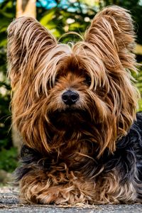 Preview wallpaper yorkshire terrier, dog, shaggy