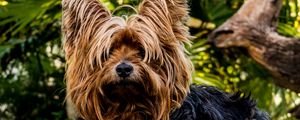 Preview wallpaper yorkshire terrier, dog, shaggy