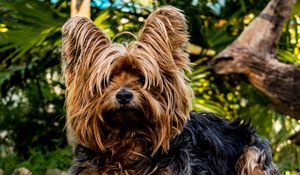 Preview wallpaper yorkshire terrier, dog, shaggy