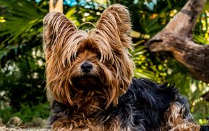 Preview wallpaper yorkshire terrier, dog, shaggy