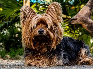 Preview wallpaper yorkshire terrier, dog, shaggy