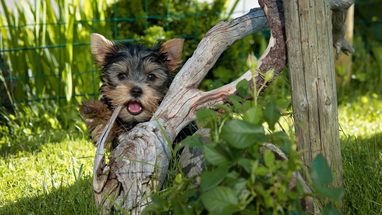 Wallpaper yorkshire terrier, dog, tree, grass