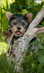 Preview wallpaper yorkshire terrier, dog, tree, grass