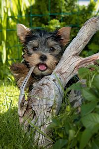 Preview wallpaper yorkshire terrier, dog, tree, grass