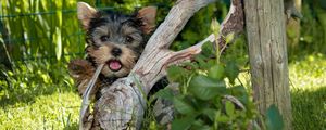 Preview wallpaper yorkshire terrier, dog, tree, grass