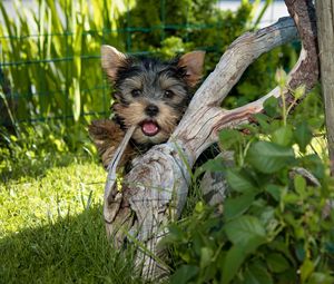 Preview wallpaper yorkshire terrier, dog, tree, grass