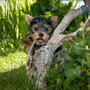 Preview wallpaper yorkshire terrier, dog, tree, grass
