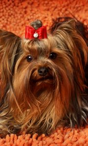 Preview wallpaper yorkshire terrier, face, fluffy, dog