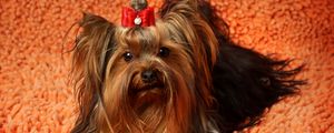 Preview wallpaper yorkshire terrier, face, fluffy, dog