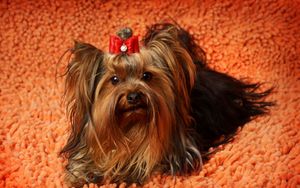 Preview wallpaper yorkshire terrier, face, fluffy, dog