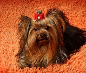 Preview wallpaper yorkshire terrier, face, fluffy, dog