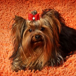 Preview wallpaper yorkshire terrier, face, fluffy, dog