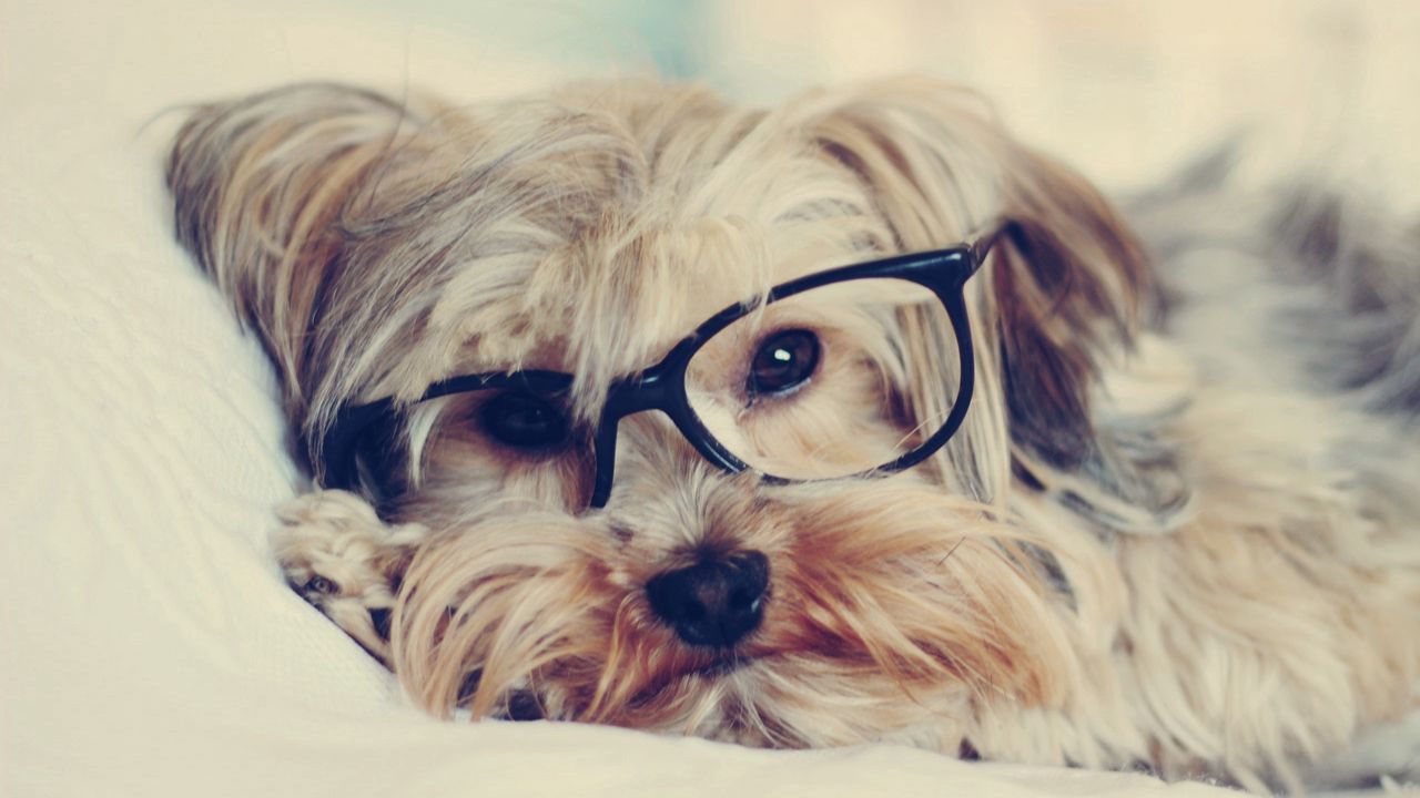 Wallpaper yorkshire terrier, face, glasses