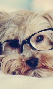 Preview wallpaper yorkshire terrier, face, glasses