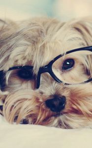 Preview wallpaper yorkshire terrier, face, glasses