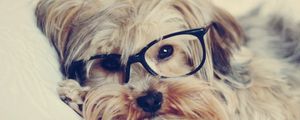 Preview wallpaper yorkshire terrier, face, glasses