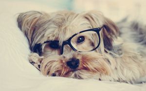 Preview wallpaper yorkshire terrier, face, glasses