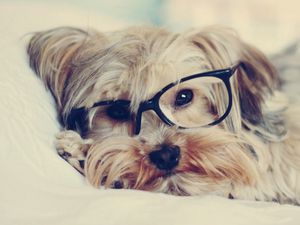 Preview wallpaper yorkshire terrier, face, glasses