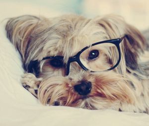 Preview wallpaper yorkshire terrier, face, glasses