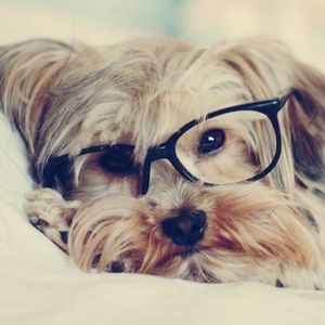 Preview wallpaper yorkshire terrier, face, glasses
