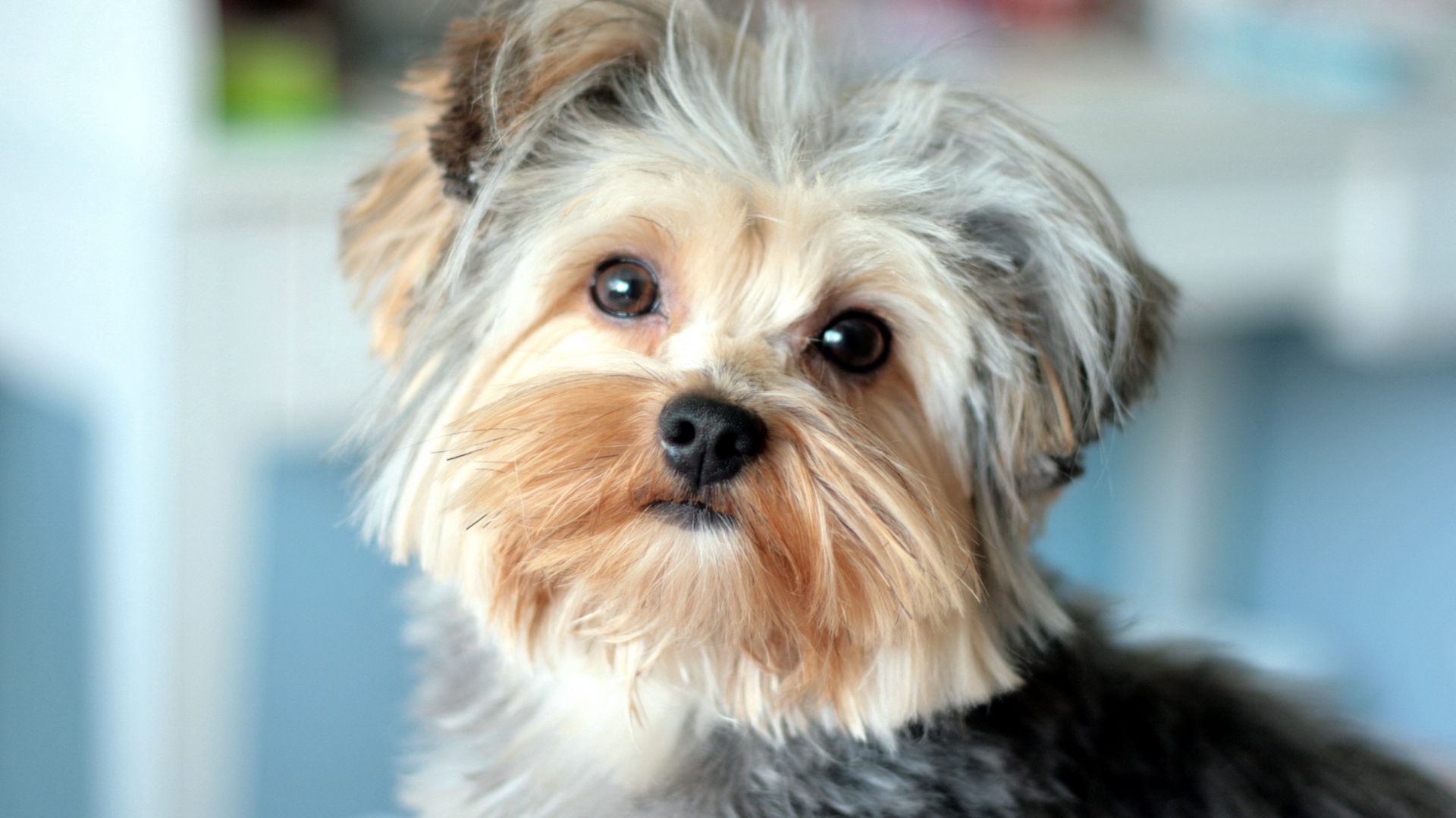 Download wallpaper 1920x1080 yorkshire terrier, face, handsome, well ...