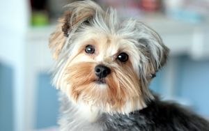 Preview wallpaper yorkshire terrier, face, handsome, well-groomed