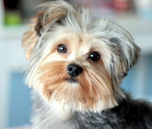 Preview wallpaper yorkshire terrier, face, handsome, well-groomed