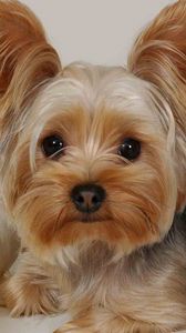 Preview wallpaper yorkshire terrier, lying, fabric, face, beautiful, dog