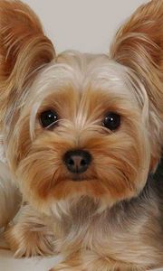 Preview wallpaper yorkshire terrier, lying, fabric, face, beautiful, dog
