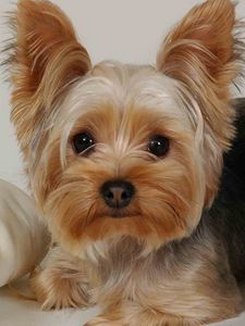 Preview wallpaper yorkshire terrier, lying, fabric, face, beautiful, dog