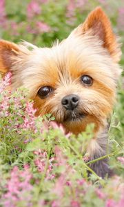 Preview wallpaper yorkshire terrier, muzzle, puppy, flowers