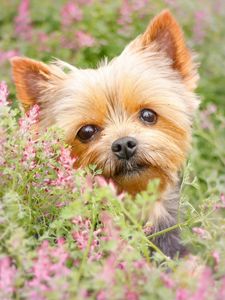 Preview wallpaper yorkshire terrier, muzzle, puppy, flowers