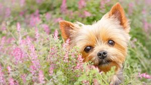 Preview wallpaper yorkshire terrier, muzzle, puppy, flowers