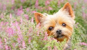 Preview wallpaper yorkshire terrier, muzzle, puppy, flowers