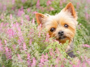 Preview wallpaper yorkshire terrier, muzzle, puppy, flowers