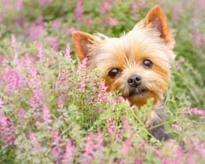 Preview wallpaper yorkshire terrier, muzzle, puppy, flowers